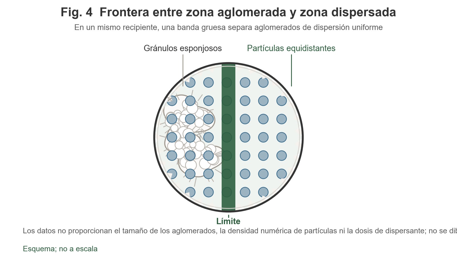 Vista superior esquemática: un recipiente circular dividido en dos lados por una línea de demarcación gruesa; a la izquierda hay un aglomerado blanco, esponjoso y de superficie rugosa formado por flóculos, mientras que a la derecha hay partículas uniformemente dispersas y equidistantes.