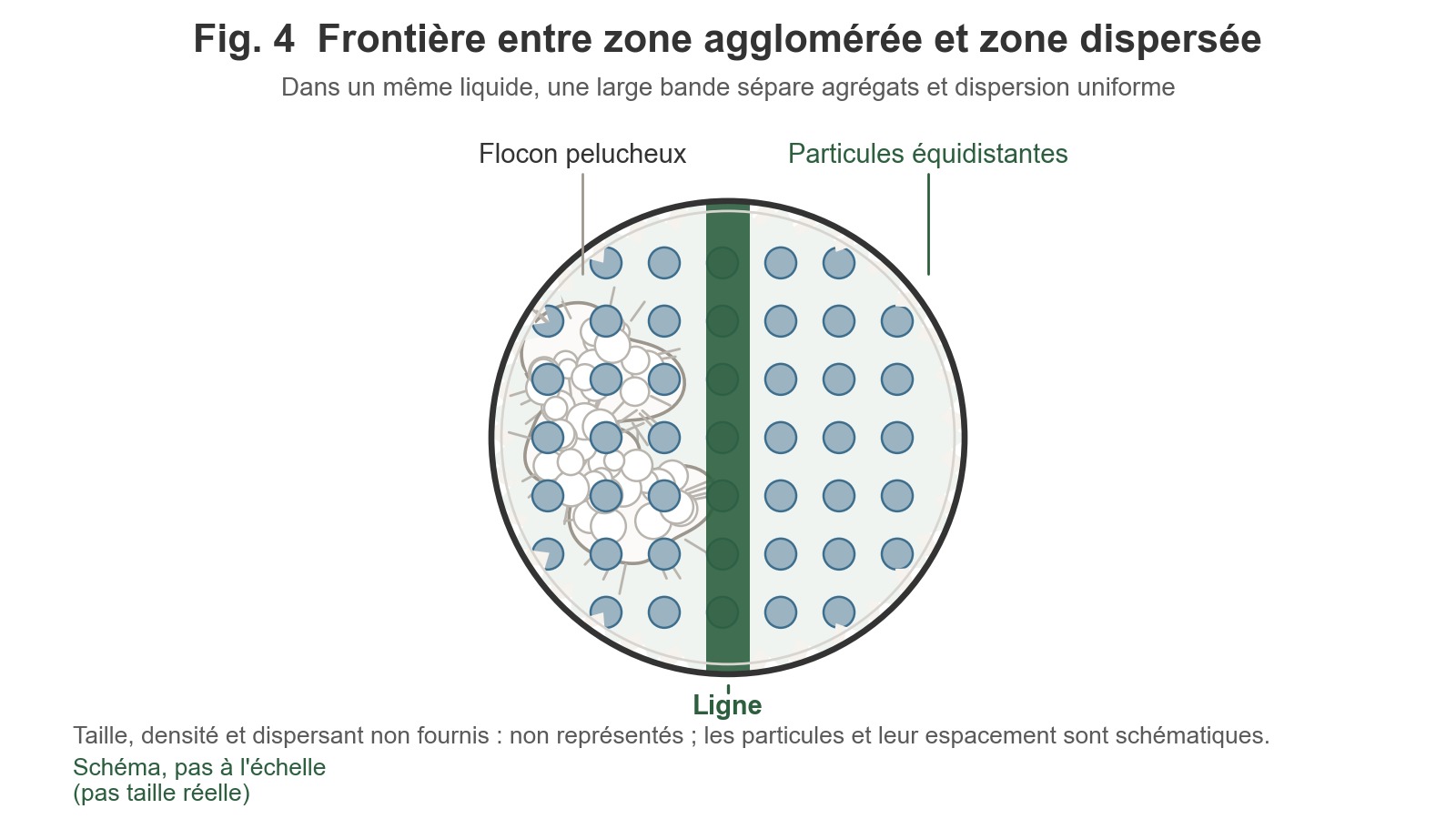 Vue de dessus d’un schéma : un récipient circulaire est divisé en deux par une ligne de séparation épaisse. À gauche se trouve un amas floculeux blanc, volumineux et rugueux ; à droite, des particules uniformément dispersées et équidistantes.