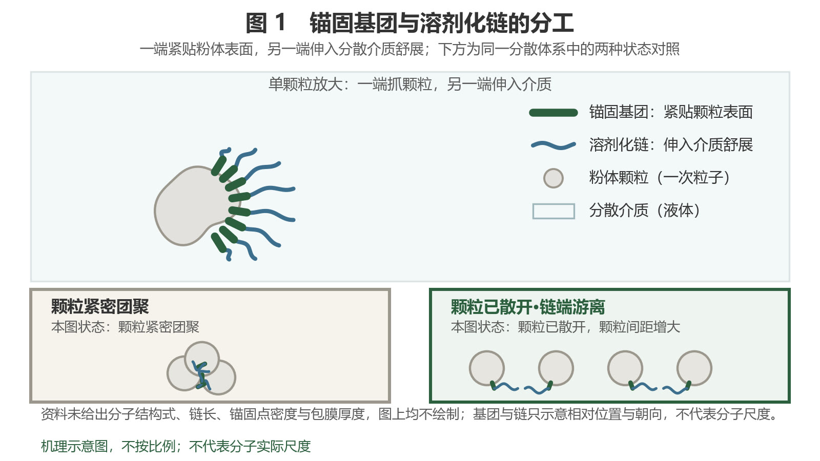 锚固基团贴附在粉体颗粒表面，溶剂化链伸入分散介质；下方并置「颗粒紧密团聚」与「颗粒已散开、链端游离」两种状态
